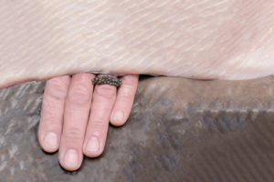 Kaviaar als ring aan de vinger