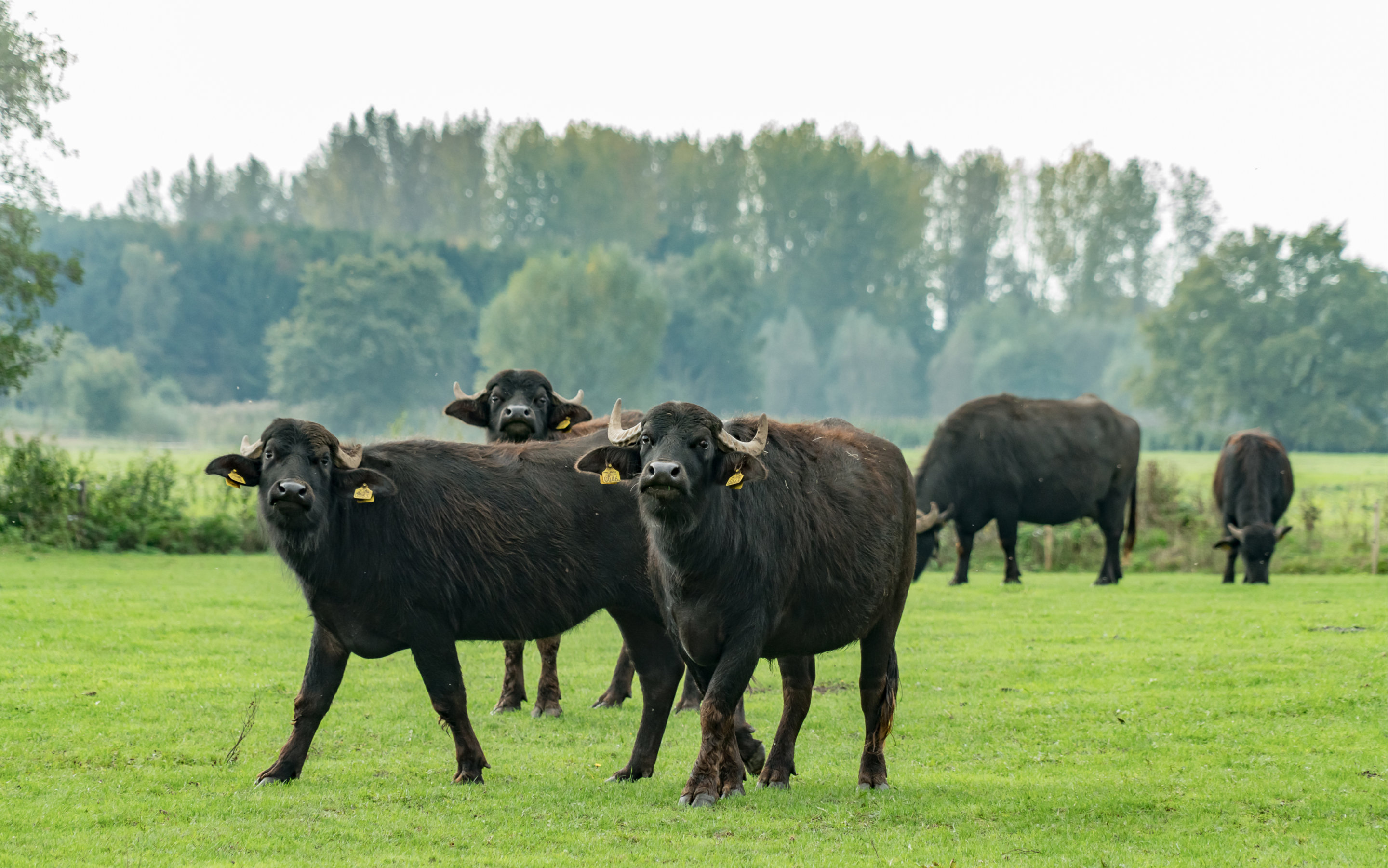 MUUR BEKLEDING