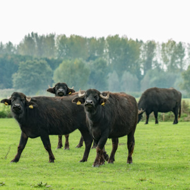 MUUR BEKLEDING